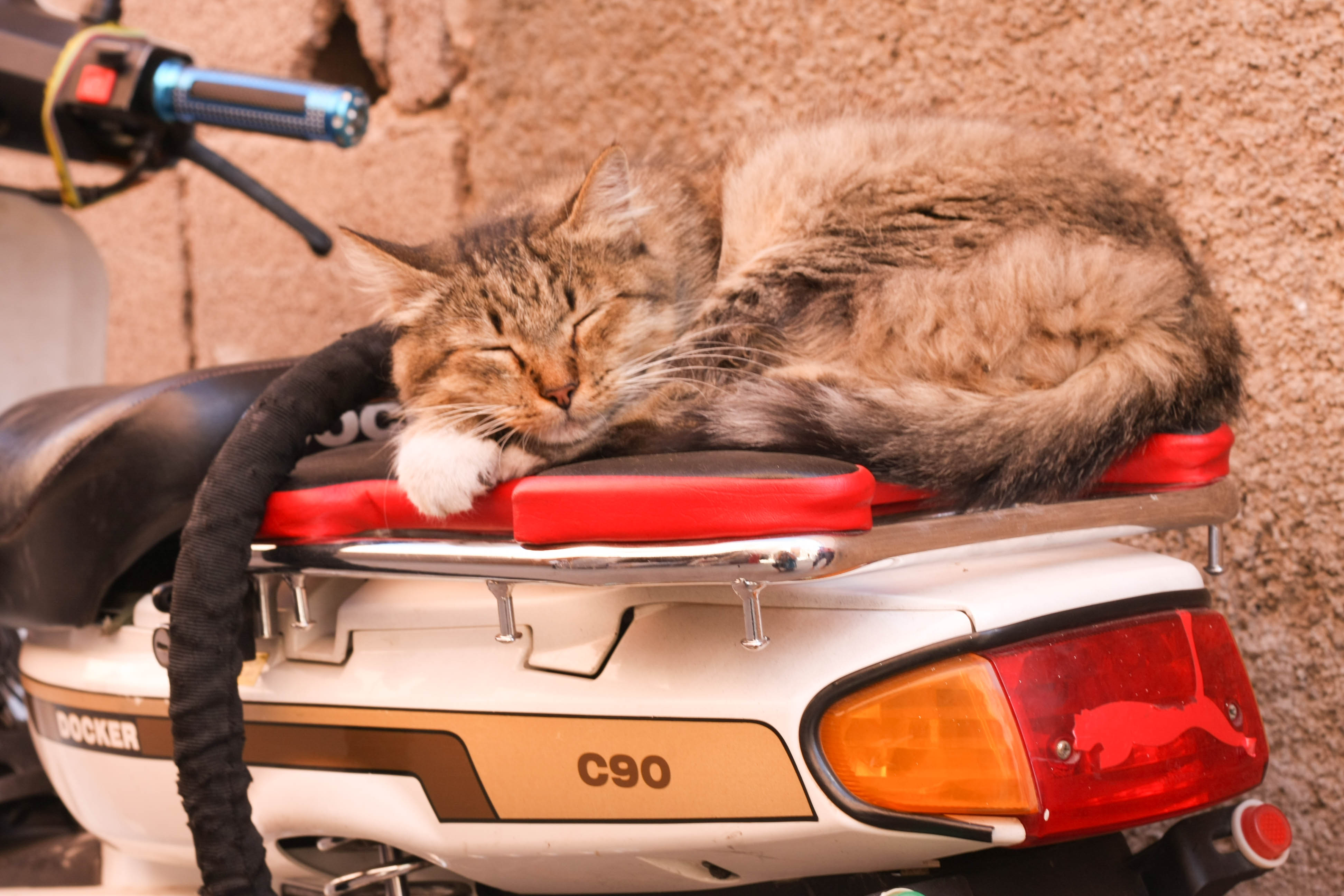 Marrakesch Katze